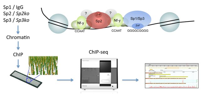 Picture: SP genomic binding